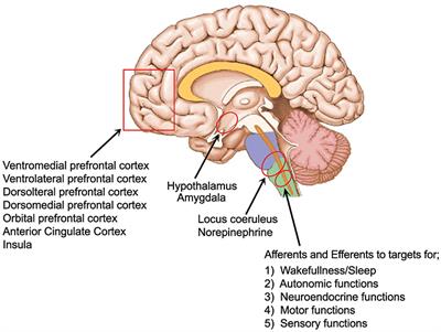 Neuromodulation and a Reconceptualization of Autism Spectrum Disorders: Using the Locus Coeruleus Functioning as an Exemplar